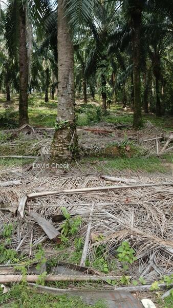 Port Dickson, Negeri sembilan, road side, Palm Oil, Freehold, 4.85 acres - 4