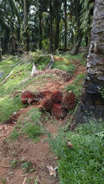 Port Dickson, Negeri sembilan, road side, Palm Oil, Freehold, 4.85 acres - 1