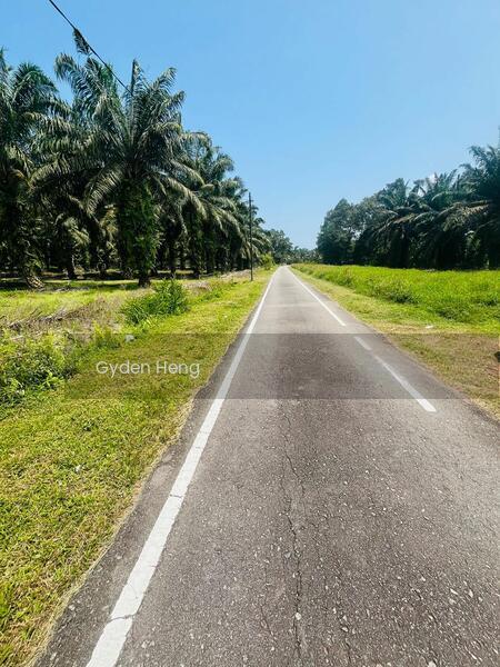 Parit Jawa Kayu Ara Pasong - 3