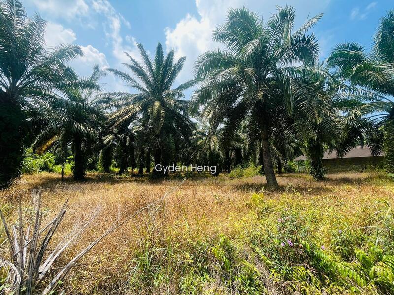 Parit Jawa Kayu Ara Pasong - 1