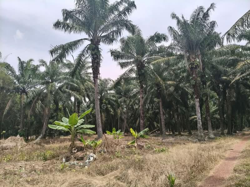 Kampung Sungai Lurus - 5