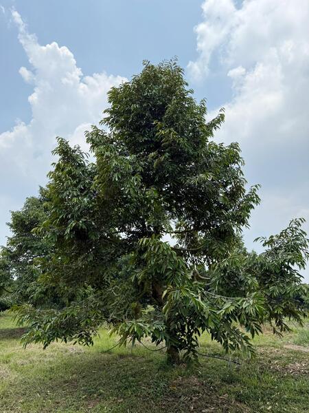 Durian Farm Zoning Industry Main Road Frontage Machap - 5