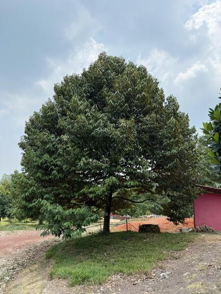 Durian Farm Zoning Industry Main Road Frontage Machap - 4