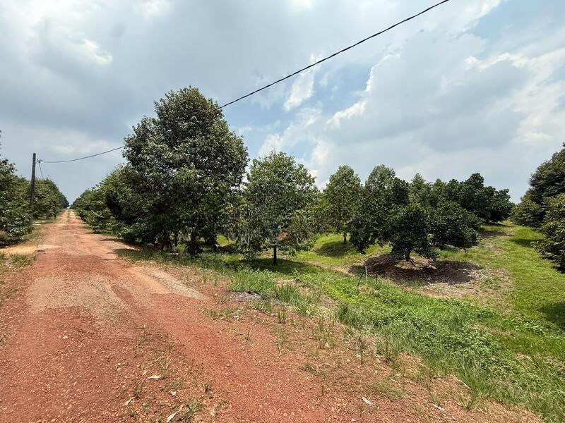 Durian Farm Zoning Industry Main Road Frontage Machap - 1