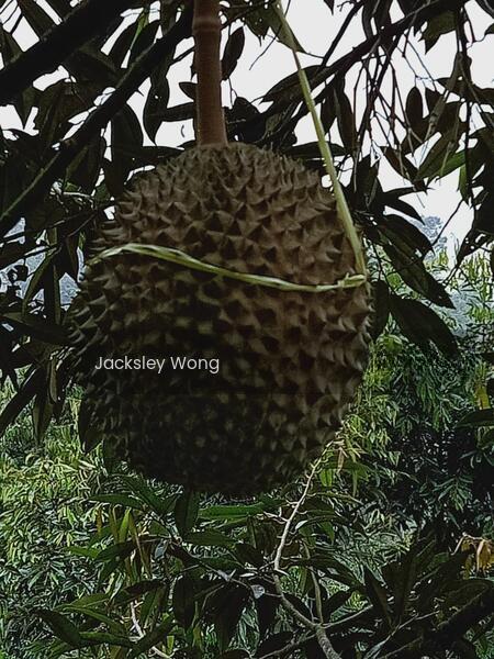 Jalan Kuala Klawang, titi, Negeri Sembilan,, Jalan Kuala Klawang, Titi, 71650, Negeri Sembilan - 5