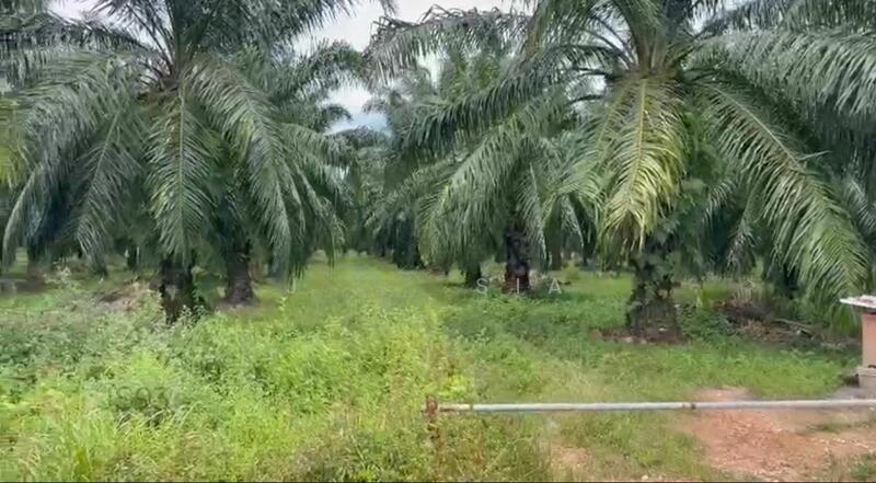 5 Acre Jeram @ Kuala Selangor Agricultural Freehold Land For Sale - 1