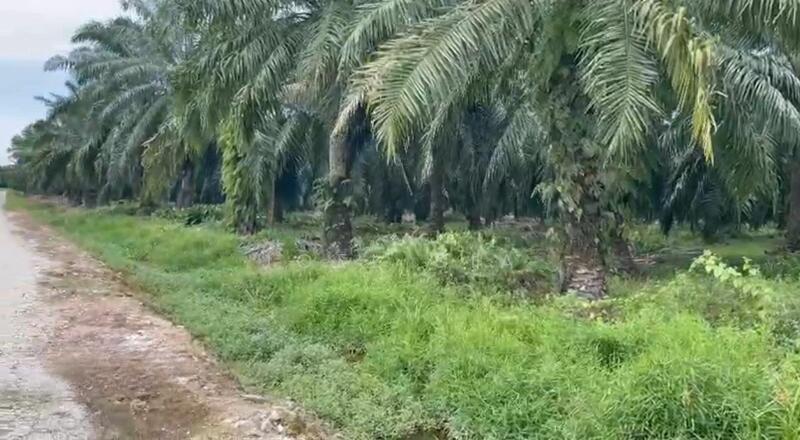 5 Acre Jeram @ Kuala Selangor Agricultural Freehold Land For Sale - 2