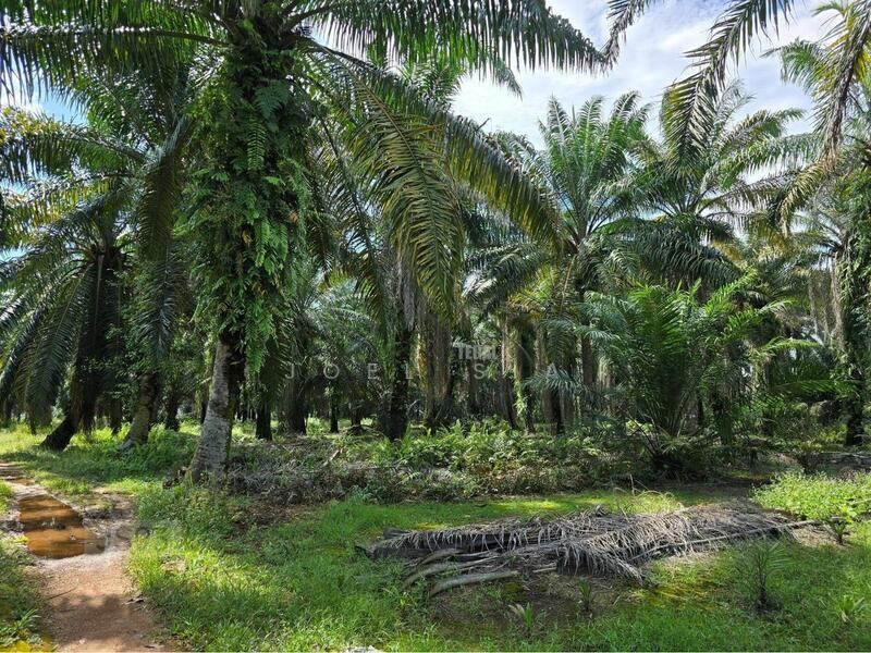 5 Acre Jeram @ Kuala Selangor Agricultural Freehold Land For Sale - 3
