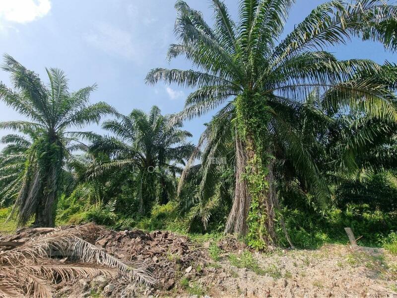 5 Acre Jeram @ Kuala Selangor Agricultural Freehold Land For Sale - 4