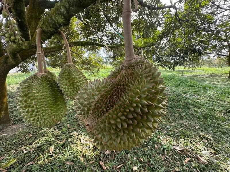 Ipoh Country Park - 4