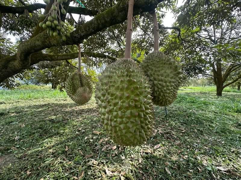 Ipoh Country Park - 3