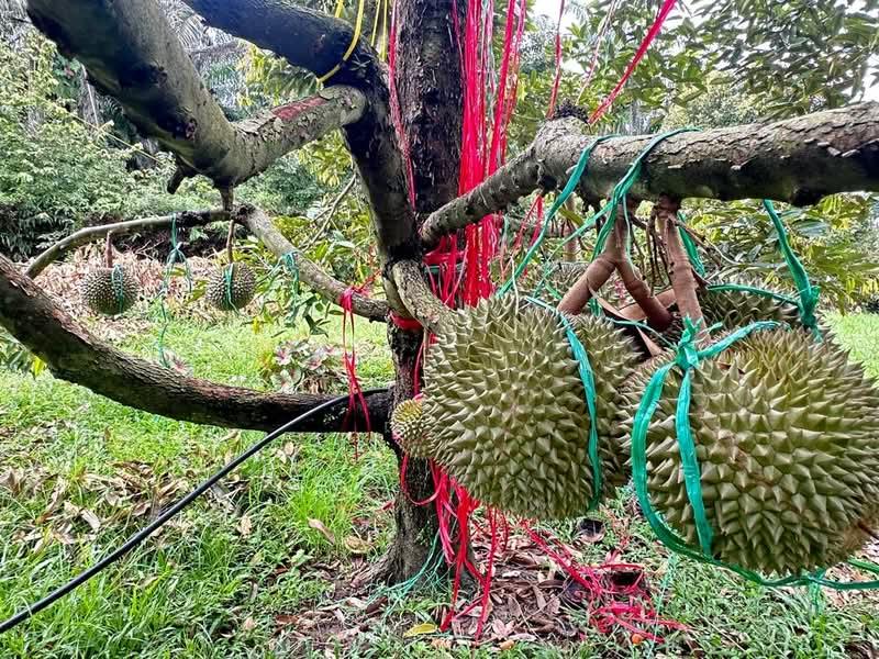 Ipoh Country Park - 5