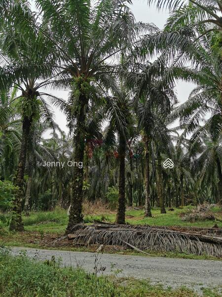 Zoning Residential Land At Gurun,Kedah For Sale - 1