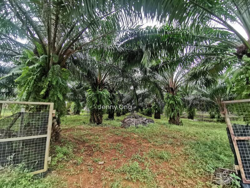 Zoning Residential Land At Gurun,Kedah For Sale - 3