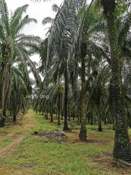 Zoning Residential Land At Gurun,Kedah For Sale - 2