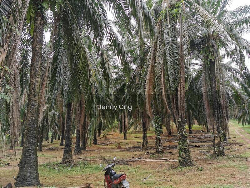 Zoning Residential Land At Gurun,Kedah For Sale - 5