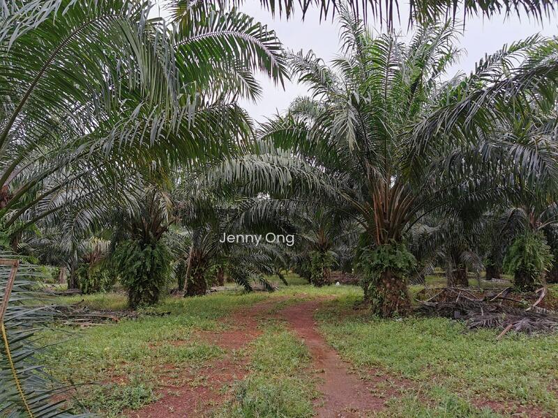 Zoning Residential Land At Gurun,Kedah For Sale - 4