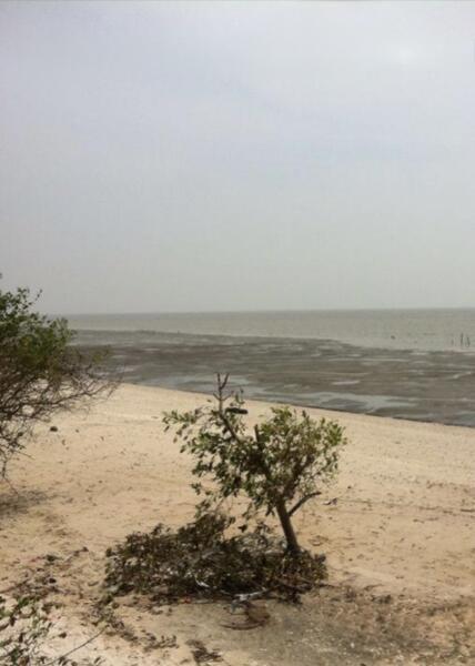 Sekinchan, Tanjung Karang, Kuala Selangor Beachfront Land For Sale. - 4