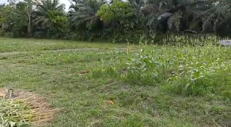 Kota Tinggi Kota Tinggi Kotas Tinggis - 3