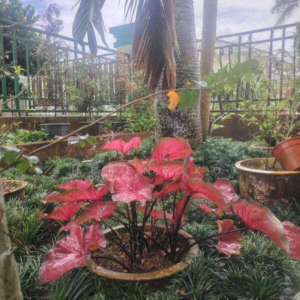 RLH0062 Double Storey Semi D @ Polarwood Prime Location - 4