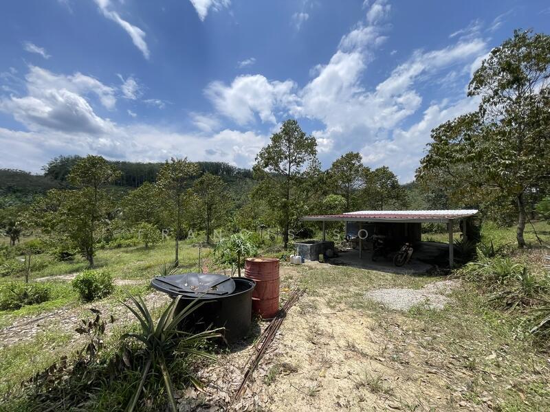 100% Musang King, 8 Years Tree - 5