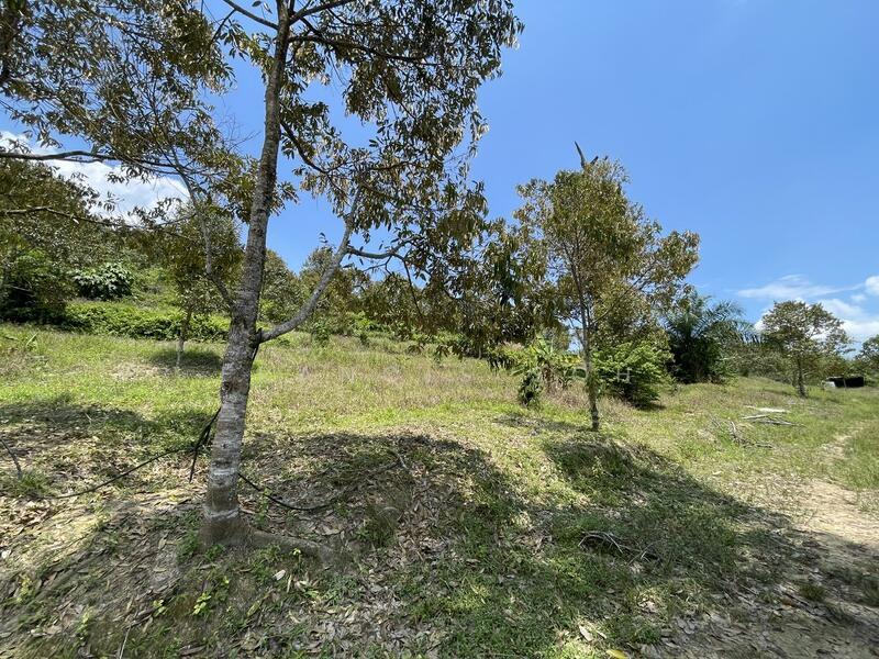 100% Musang King, 8 Years Tree - 3