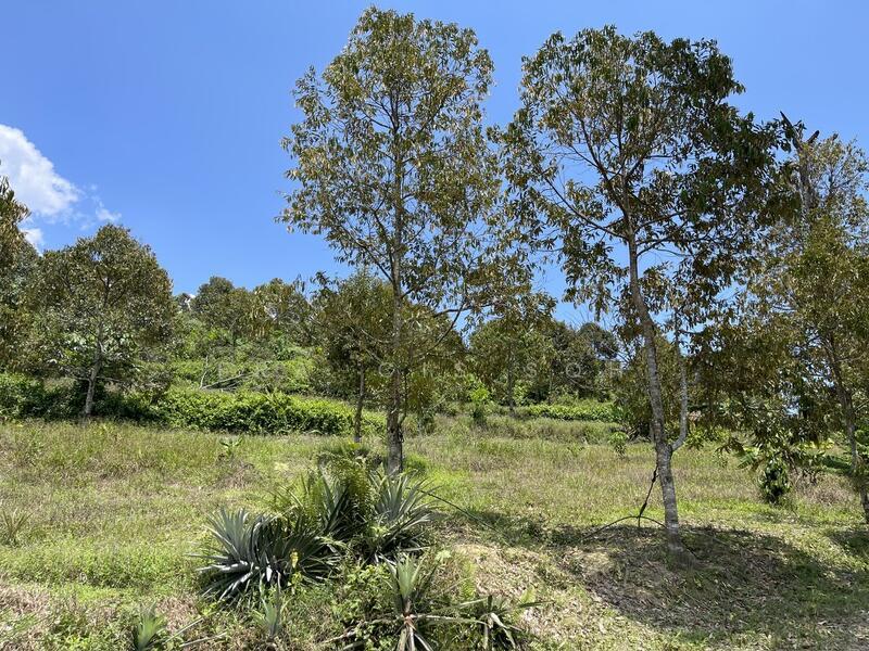 100% Musang King, 8 Years Tree - 2