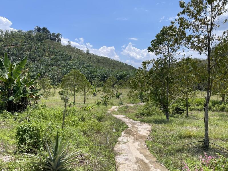 100% Musang King, 8 Years Tree - 1