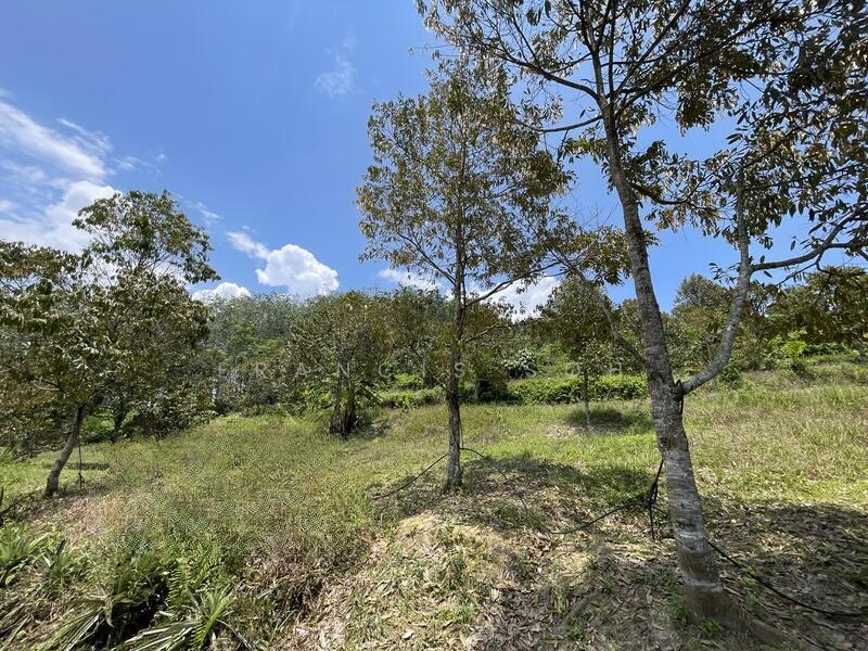 100% Musang King, 8 Years Tree - 4