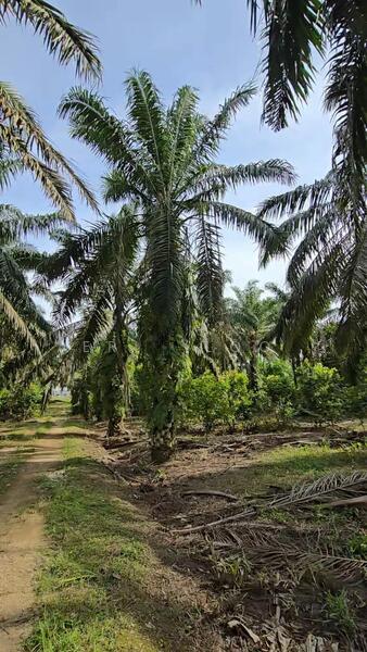 Senai Jalan Senai Idaman, Kulai - 3