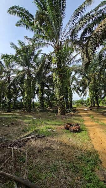 Senai Jalan Senai Idaman, Kulai - 2