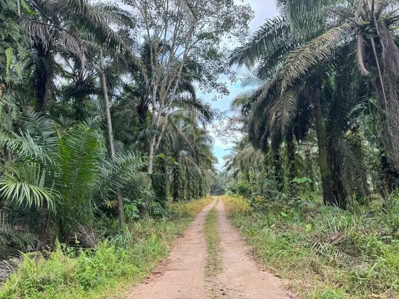 Kampung Ulu Pulai - 4