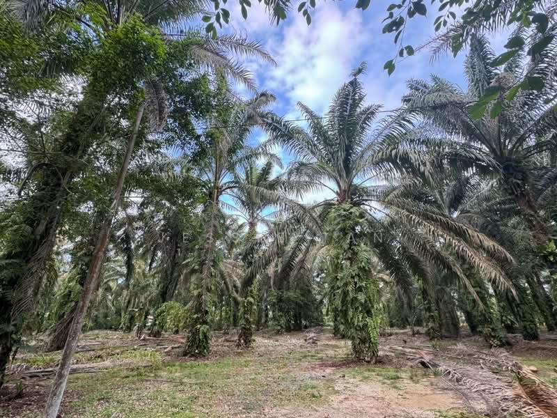 Kampung Ulu Pulai - 1