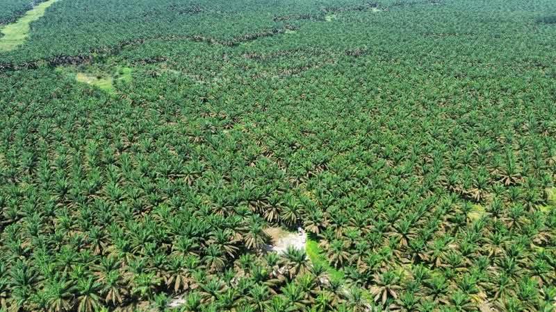 Kluang Agriculture Land 1,124 Acres For Sale - 1