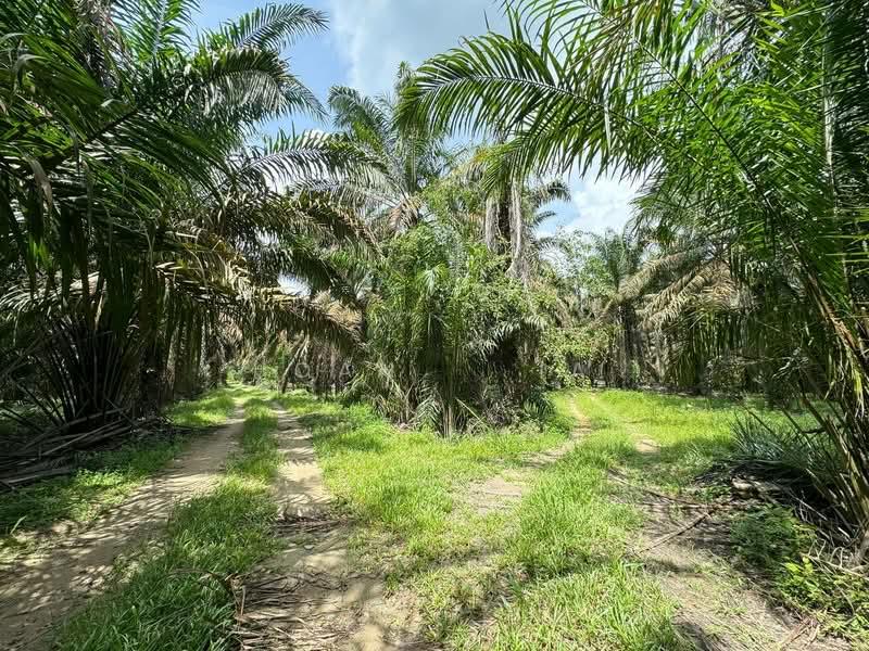 Kluang Agriculture Land 1,124 Acres For Sale - 5