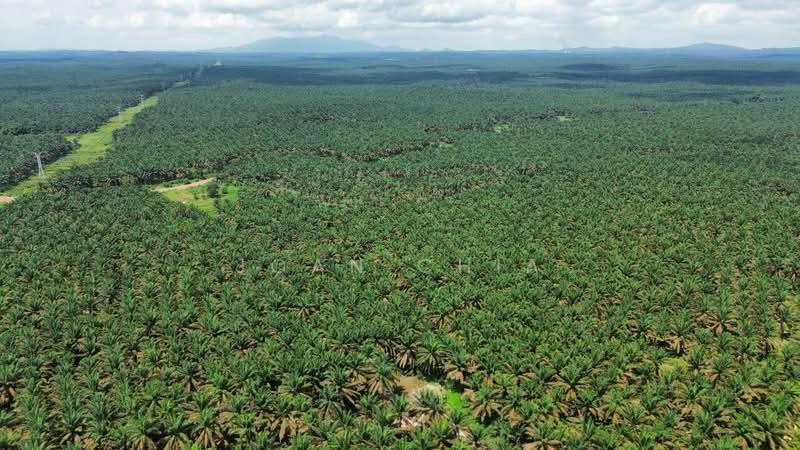 Kluang Agriculture Land 1,124 Acres For Sale - 2