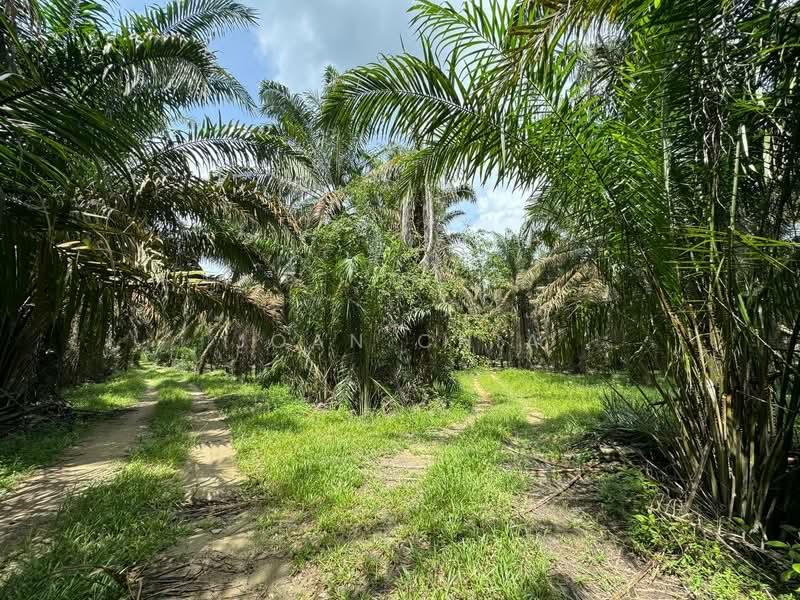 Kluang Agriculture Land 1,124 Acres For Sale - 3