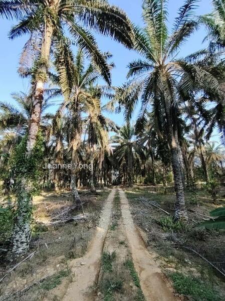 4.6 Acres Agriculture Land @ Layang-Layang, Johor, Facing Main Road - 2