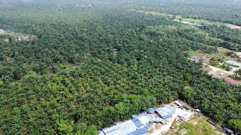 Taman pontian perdana - 3