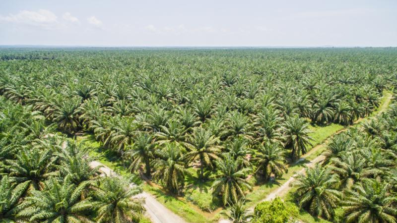 Agricultural land for sale in Sabai - 5