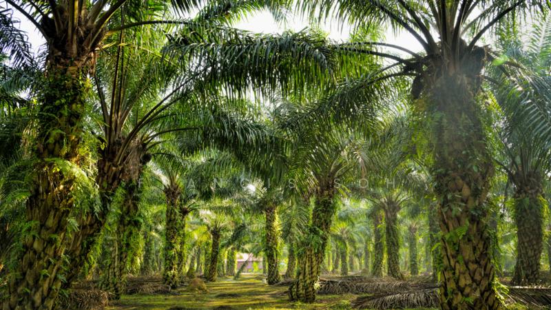 Agricultural land for sale in Sabai - 3