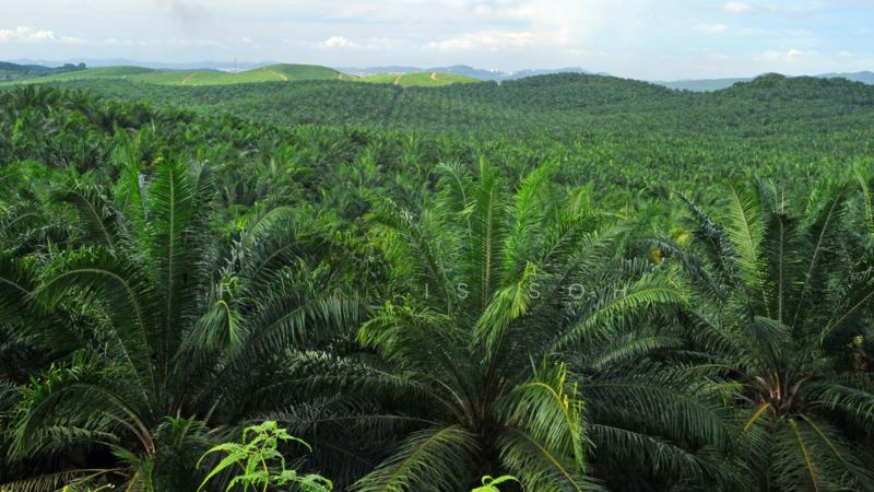 Agricultural land for sale in Sabai - 2