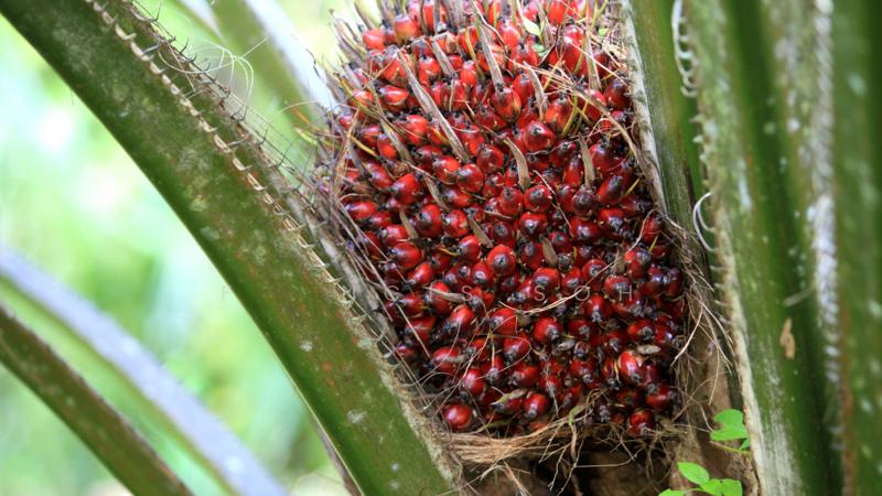 Agricultural land for sale in Sabai - 1