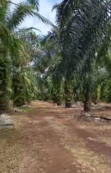 Kampung Pinang,Muar - 2