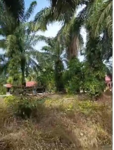 Kampung Pinang,Muar - 4