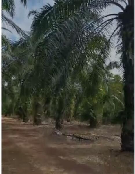 Kampung Pinang,Muar - 1