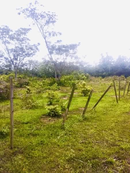 Sale urgent tanah Pegoh 3.9 EKAR tanah rata alor gajah - 5