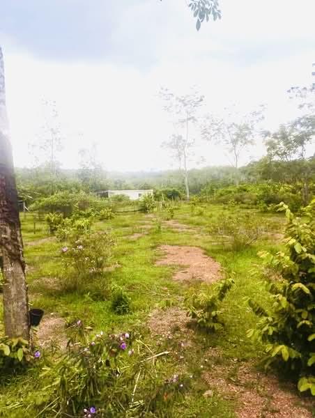 Sale urgent tanah Pegoh 3.9 EKAR tanah rata alor gajah - 4