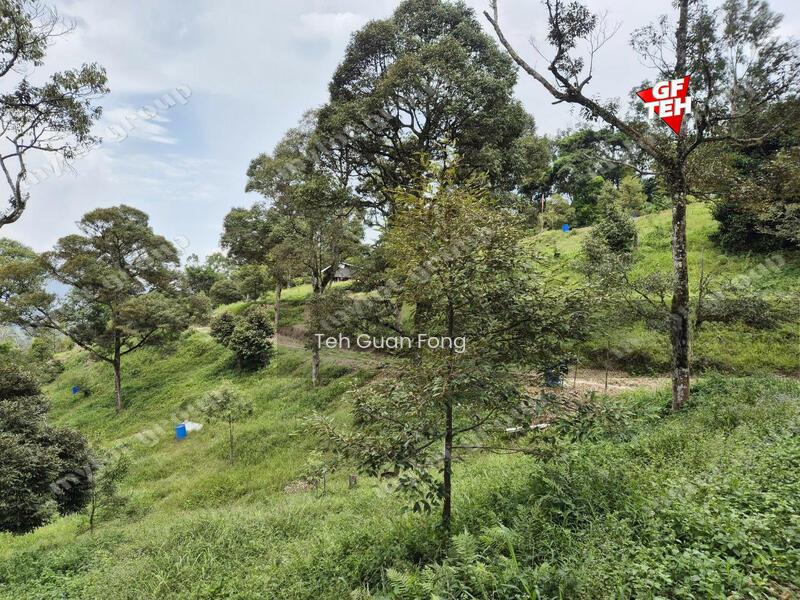 8.73 acres Mountain Land Durian Farm Junjung Kulim Kedah b - 5