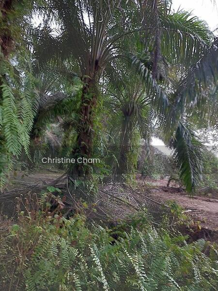 Kota Tinggi Agricultural Land for Sale - 4